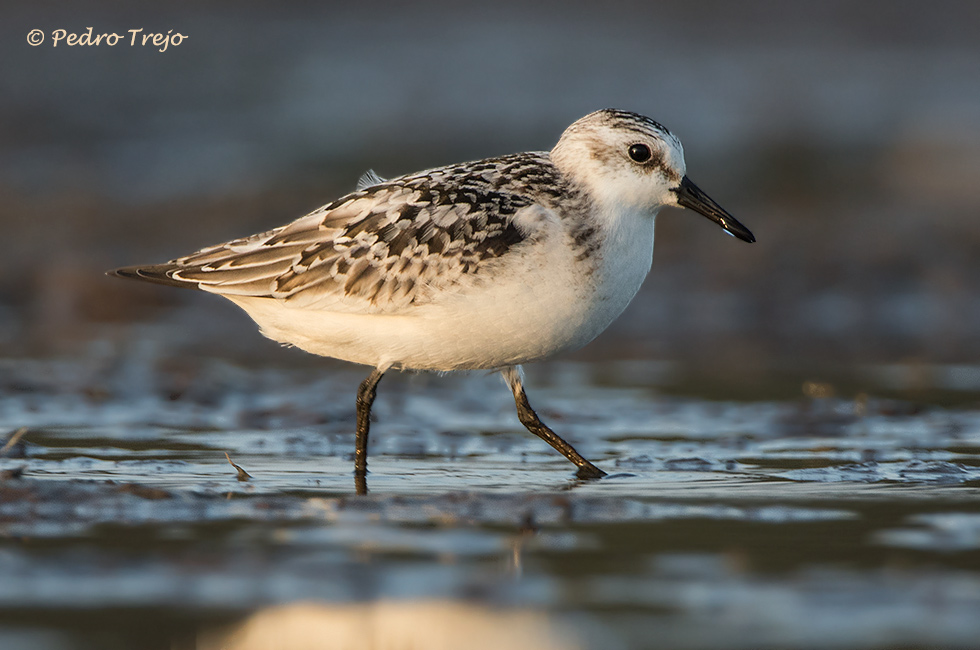 Correlimos tridáctilo (Calidris alba)